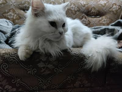 Pure Persian Triple coated Male kitten for sale at affordable price!!