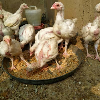 10 Heera patty urgent sale