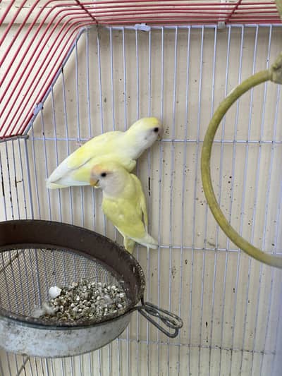 Creamno breadir pair full active