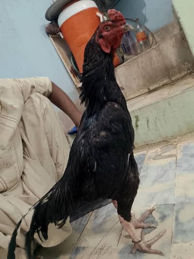 aseel mushka for sell