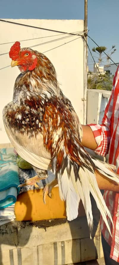 Aseel miyawali murga