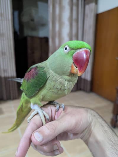 Alexandrine Kashmiri Breeder Female Parrot
