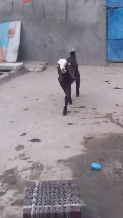 desi beetal cros bakri.