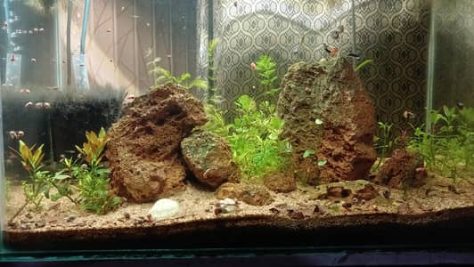 Aquarium | Fish Tank | Fish Bowl | Shrimps | Live Plants Available