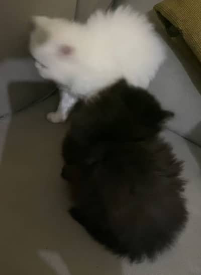 Triple code Kitten 03485540804