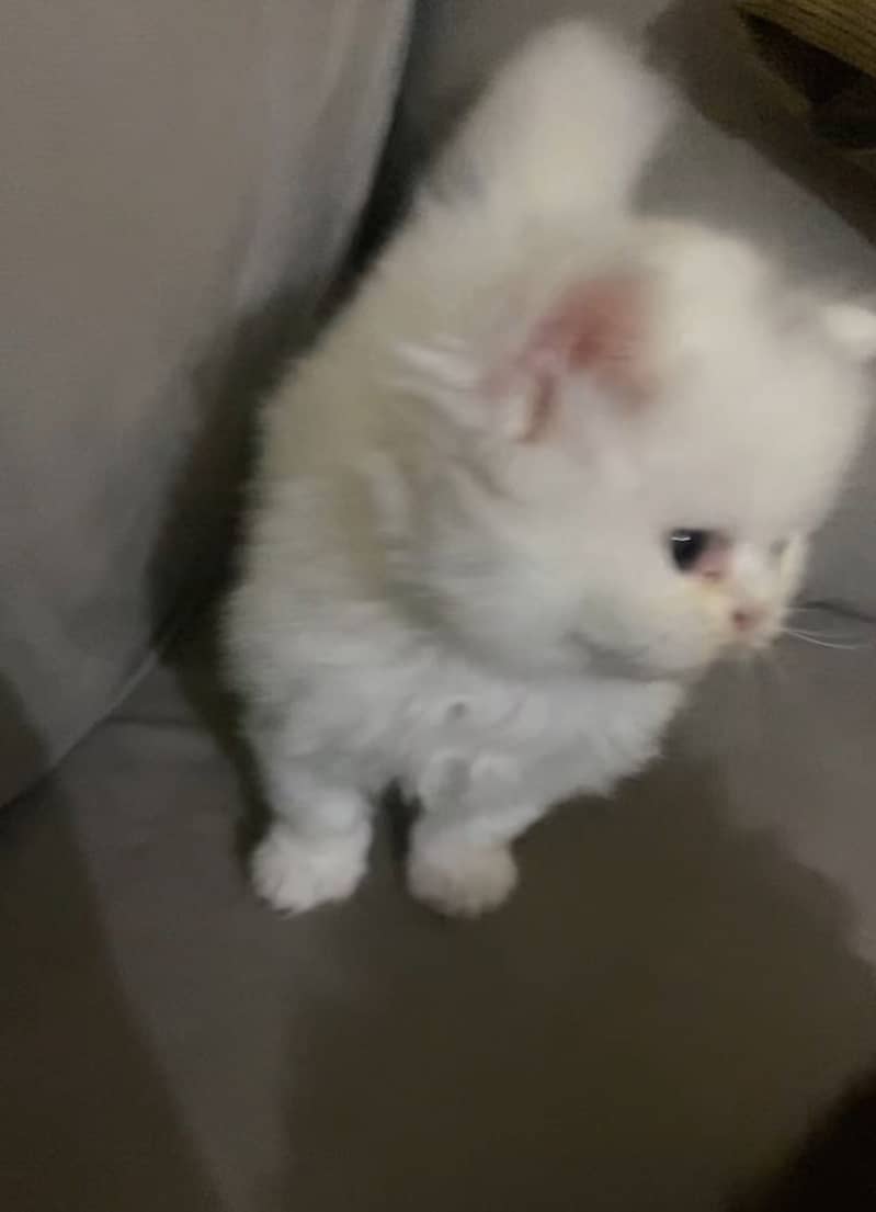 Triple code Kitten 03485540804 1