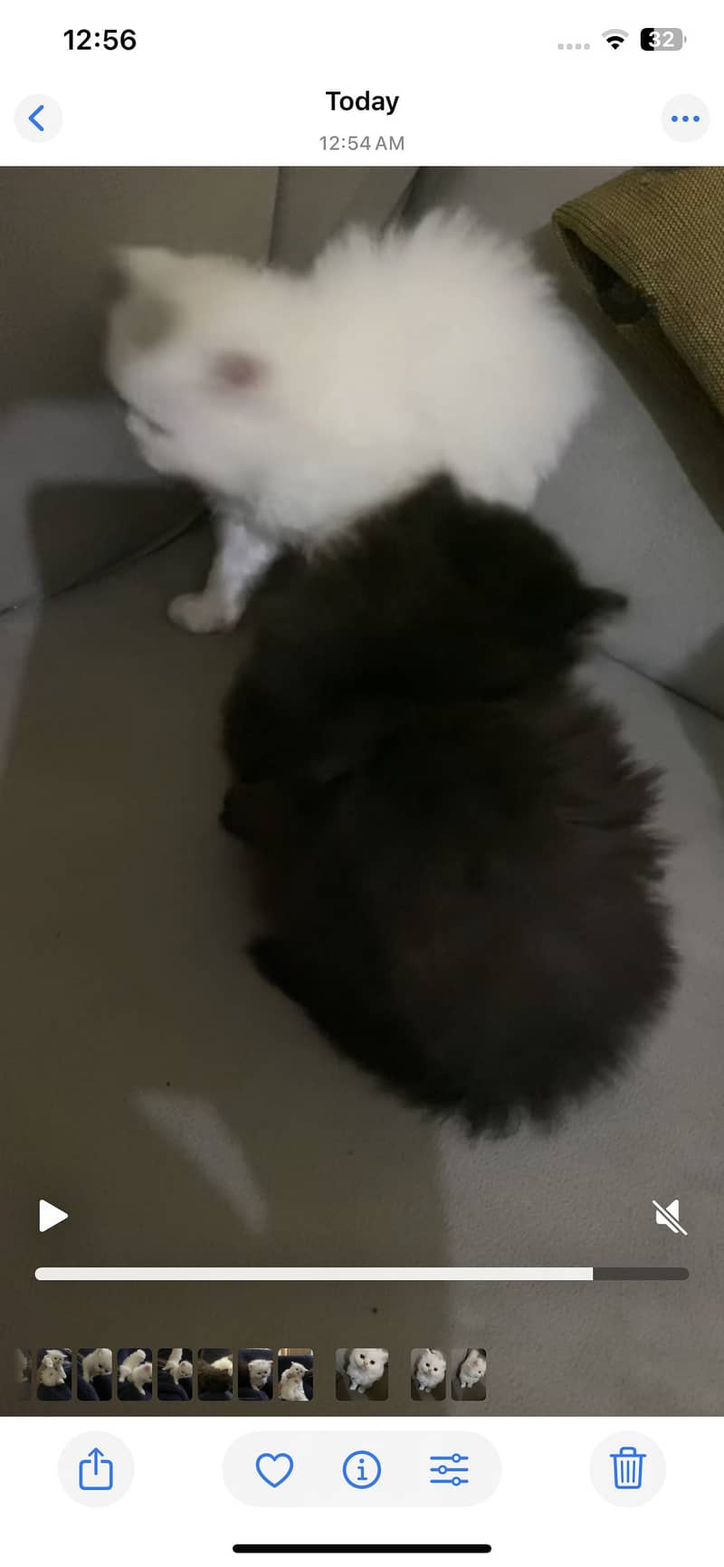 Triple code Kitten 03485540804 2