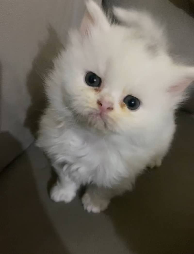 Triple code Kitten 03485540804 3