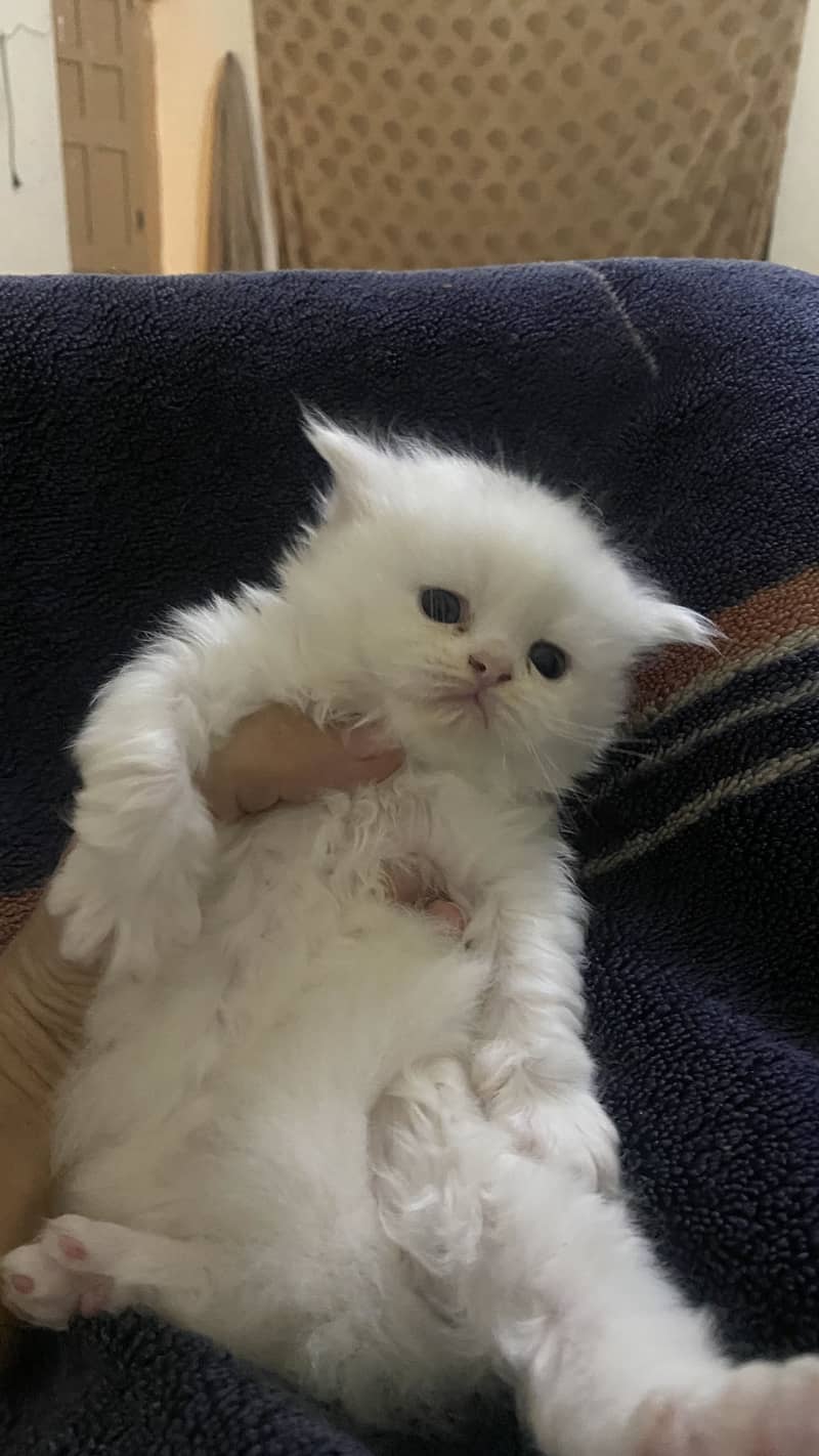 Triple code Kitten 03485540804 4