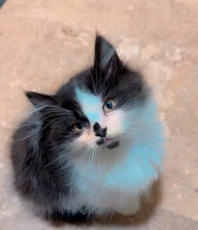 Persian kittens available