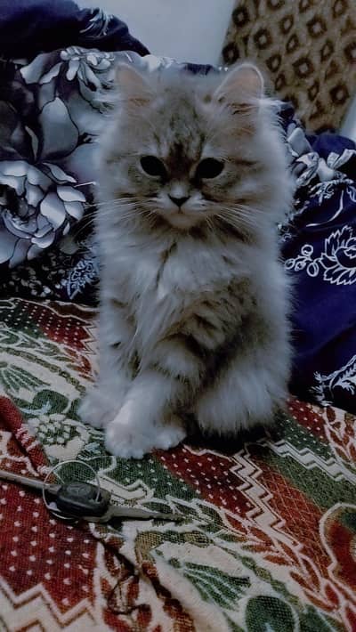 persian female kitten