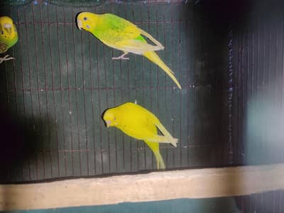 Budgie pair (male fellow red eye / female black eye)