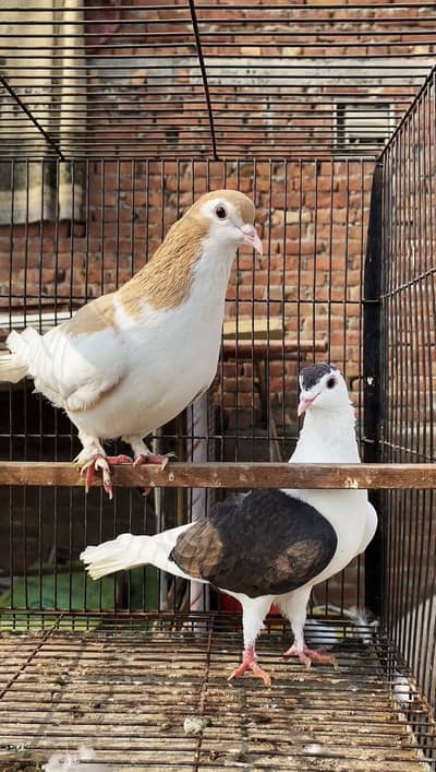Fancy Pigeons / Sherazi / Sentient / Teddy / Pigeon