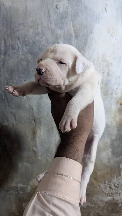 gultair female puppy