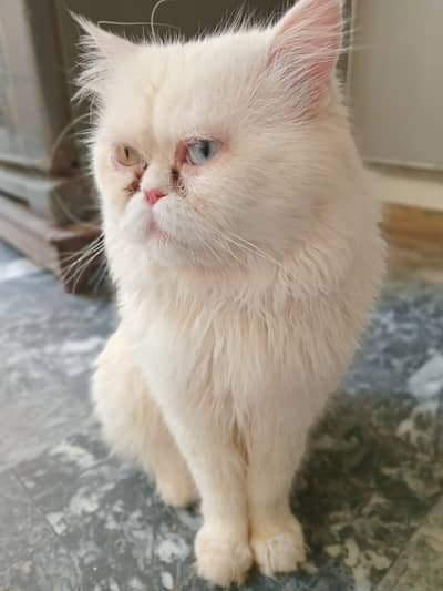 Odd eyes, punch face