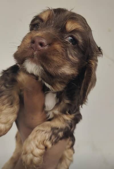American cocker spaniel puppies for sale DOB 24-Nov