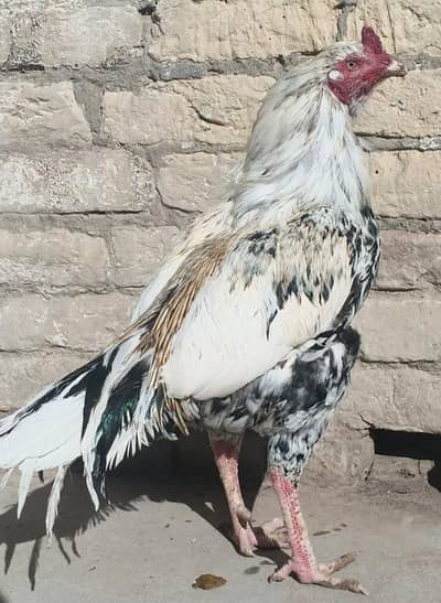 aseel cheena and chicks for  sale