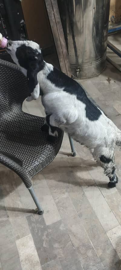 double bones male goat kids  30000 only