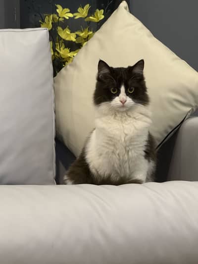 ragdoll pure breed 5 months healthy male kitten