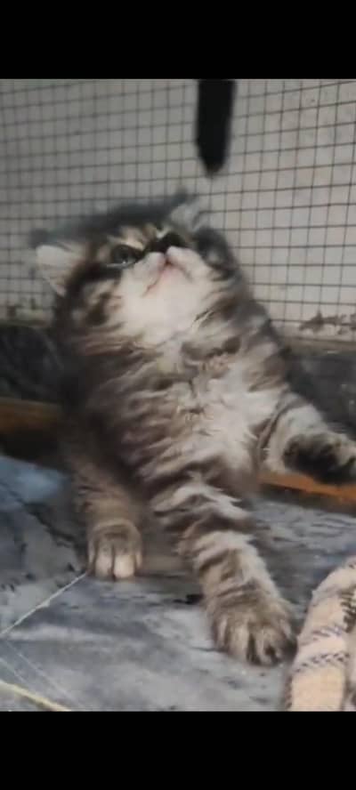 white Persian punch face male  kitten triple coat