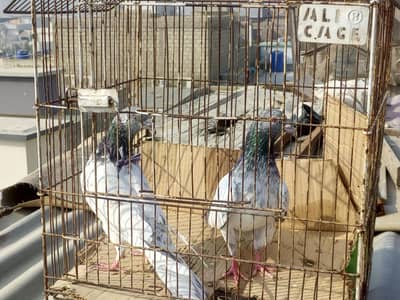 Kabli pair for sale . . .