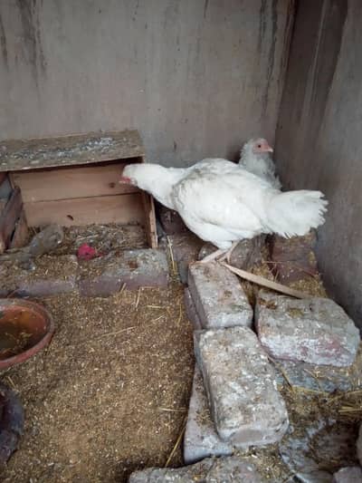 aseel Heera pure cheaz