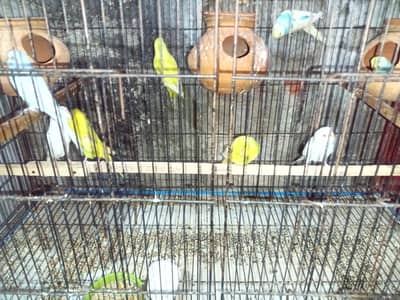 Australian parrots and cocktail pair for sale