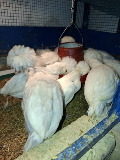 Fancy chickens for sale