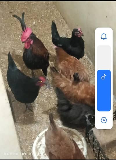 eggs lying hen for sale