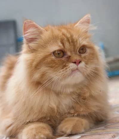 Full ready cat 2 coded phone number 03076473309 WhatsApp b esi number