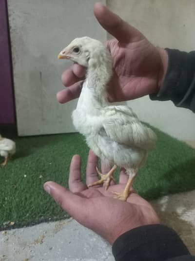 Top Quality OH Shamo white chicks