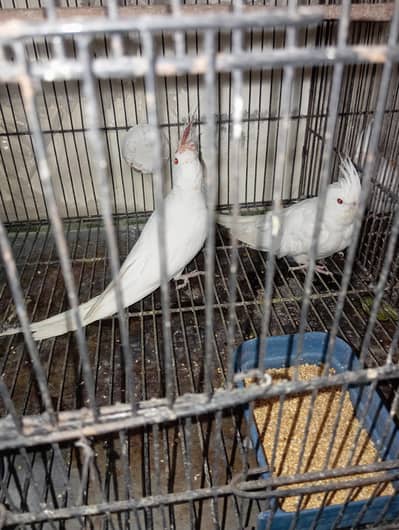 White Eno KING Size Cocktail