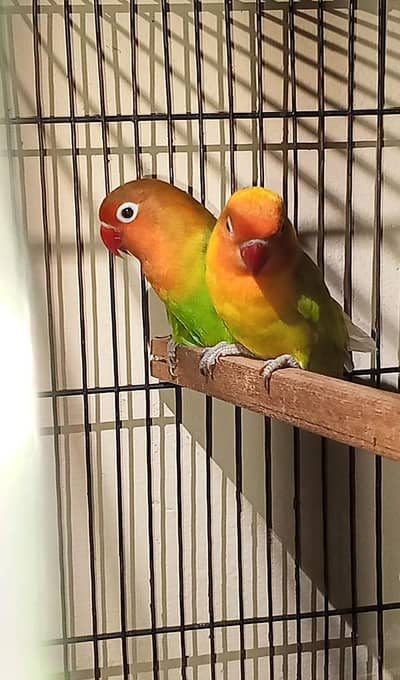 LoveBirds
