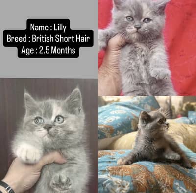 British Shorthair