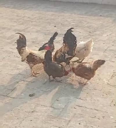 Desi murghi and murghay