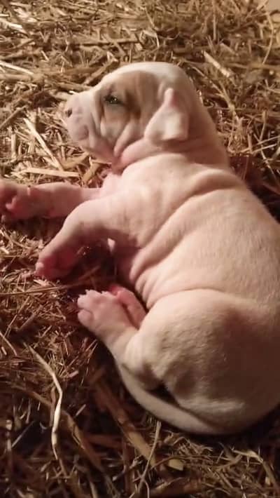 pakistani bulldogs high quality puppies