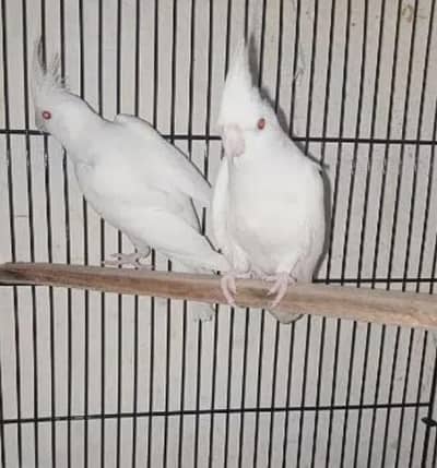 2 Eino cockatiel red eye