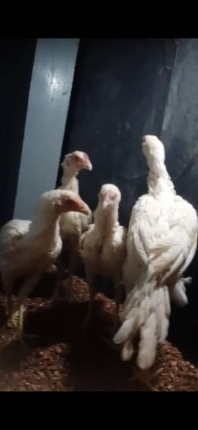 heera aseel parrot peck