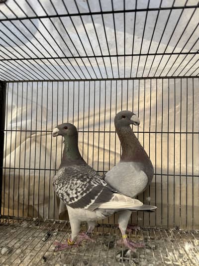 German beauty homer Europe ring birds