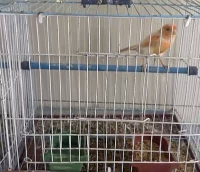 Canary breeder pairs