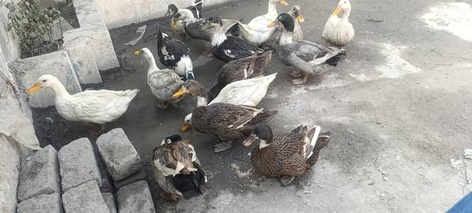 Desi Ducks