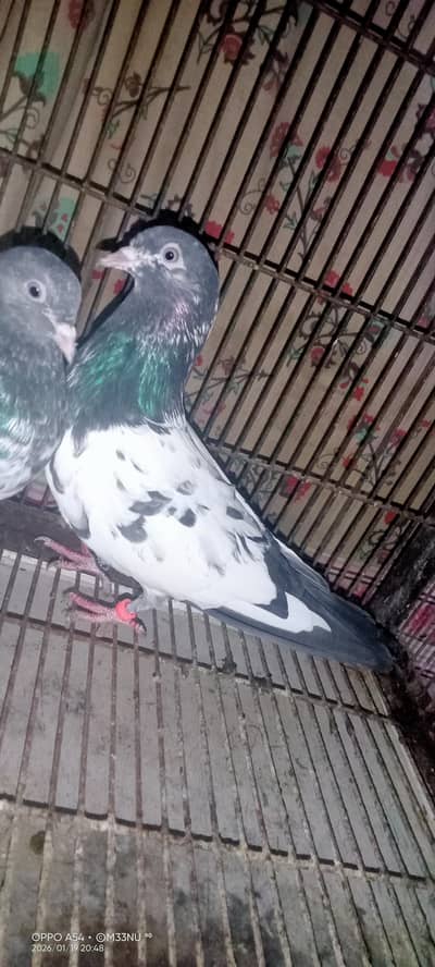 ferozpuri pair for sale purity ma