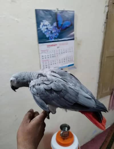African grey parrot for sale 2 years ago