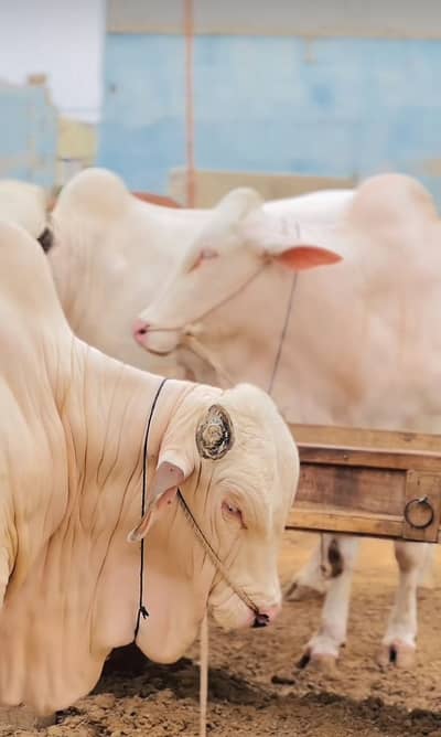 Gheni bachiya gulabi