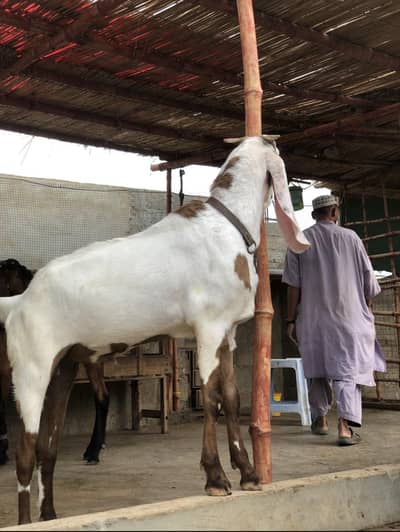 Beetal nasal Goat for sell