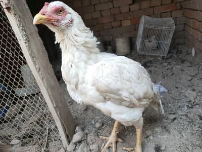 Heera Aseel band gaddi female