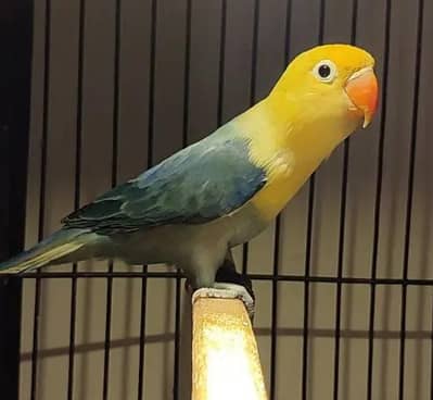 parblue Opaline split ino female for sale