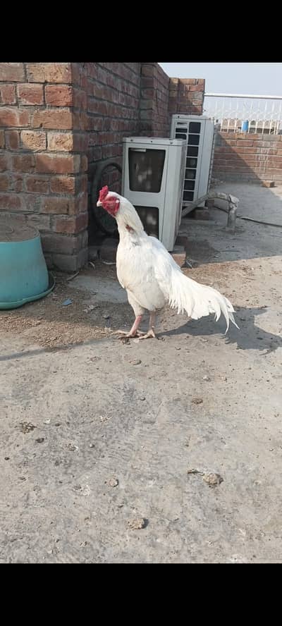 White heera breeder pair