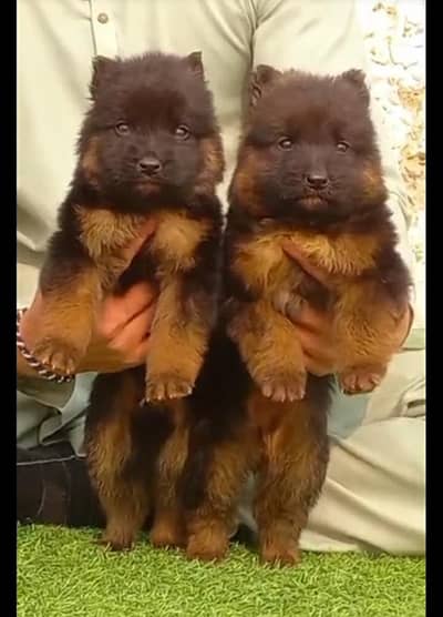 German Shepherd long coat pair Age 2 month for sale