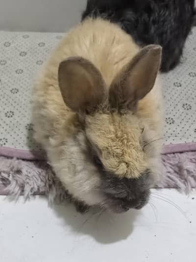 English Angora and Jersey Wooly